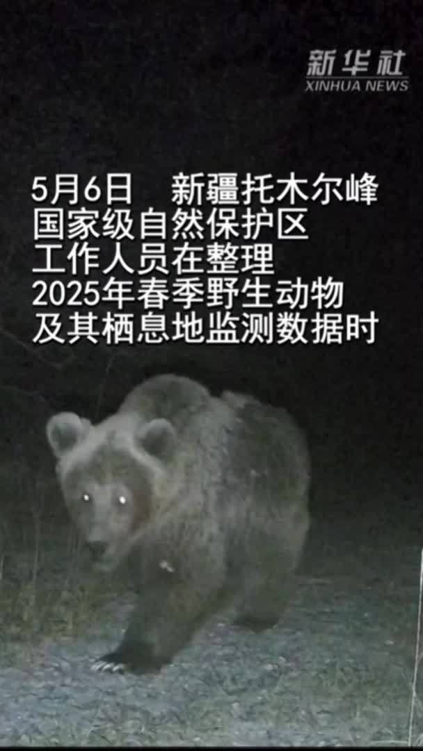 新疆托木尔峰自然保护区再次拍到棕熊