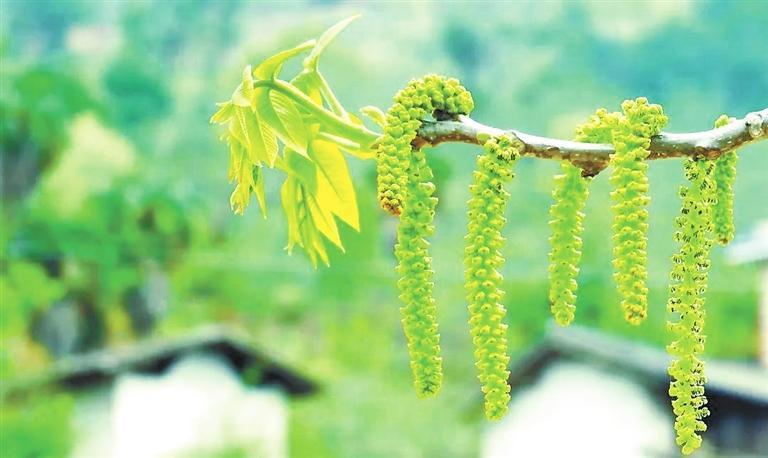 核桃花
