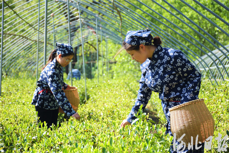 太行深山飘茶香2.jpeg