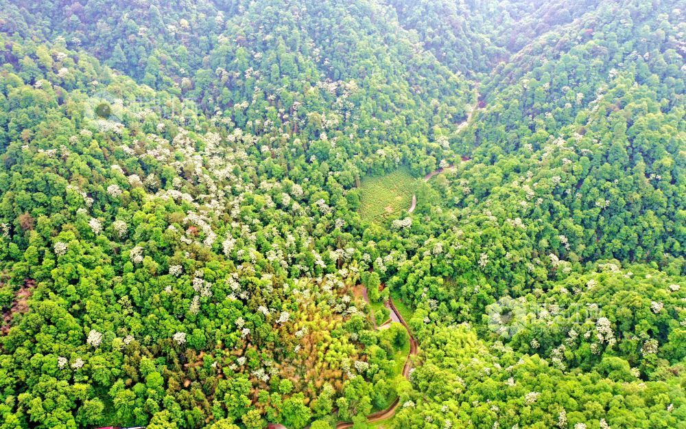 2025年5月6日，江西省吉安市峽江縣玉笥養生谷景區，漫山遍野的油桐花綻放枝頭，宛如白雪飄落在叢林間，風景美如畫。