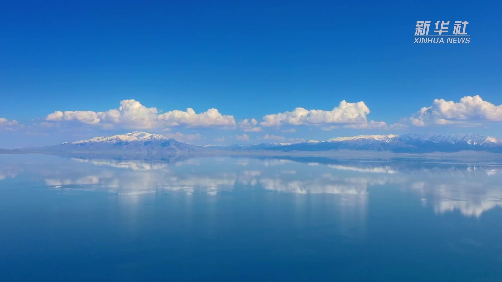 新疆赛里木湖畔野生郁金香绽放