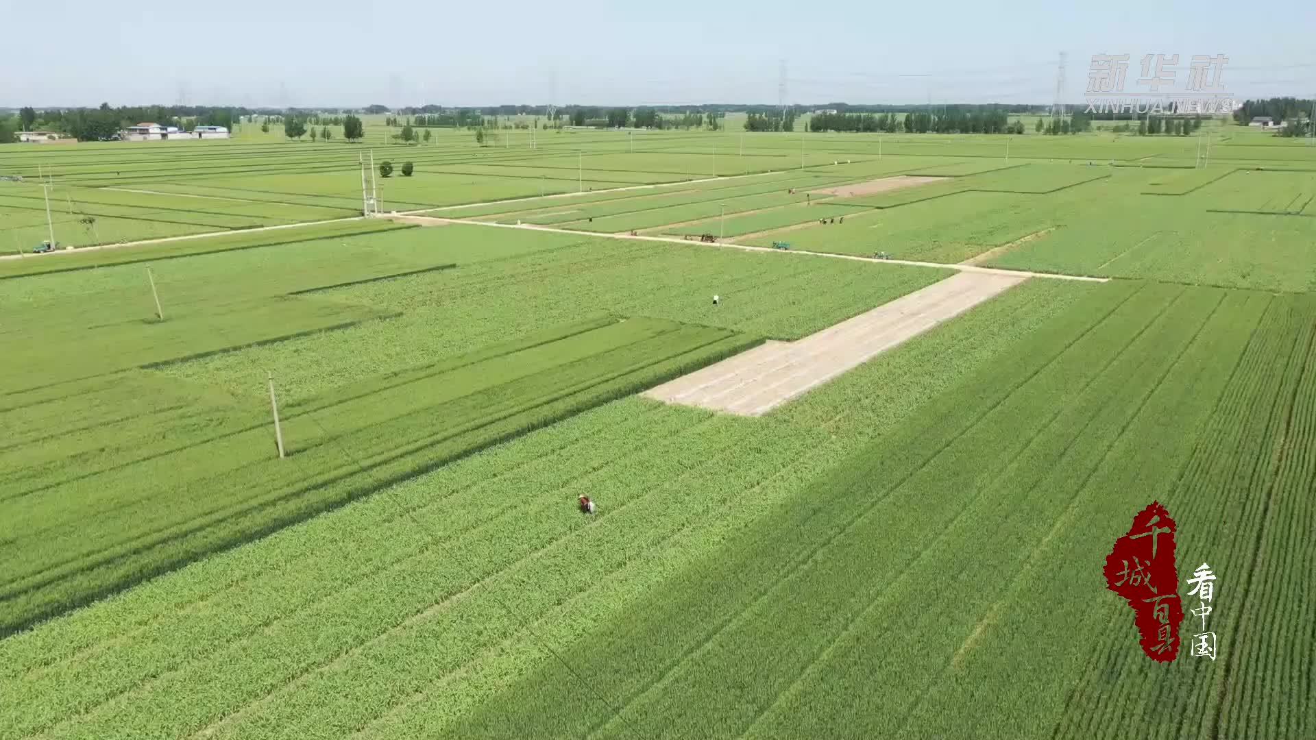 千城百县看中国｜山东巨野：35万亩蒜苔喜获丰收