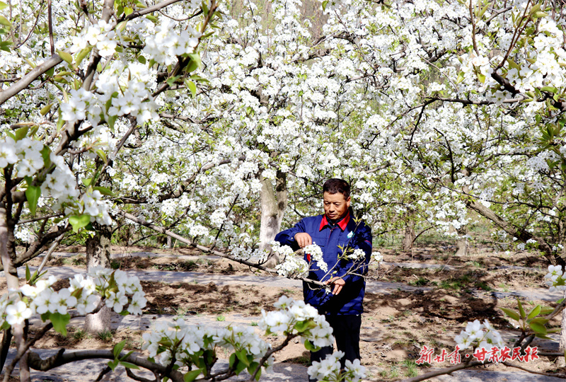 图为在该镇李堡村的梨园里，游客在赏花拍照、体验采摘，村民抢抓农时疏花，一派花开景美农忙景象。新甘肃&middot;甘肃农民报通讯员　王毅