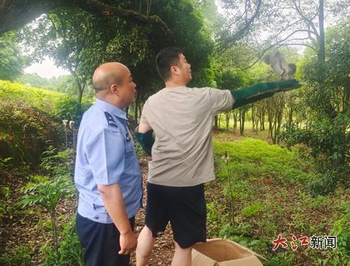 斑頭鵂鹠被放飛