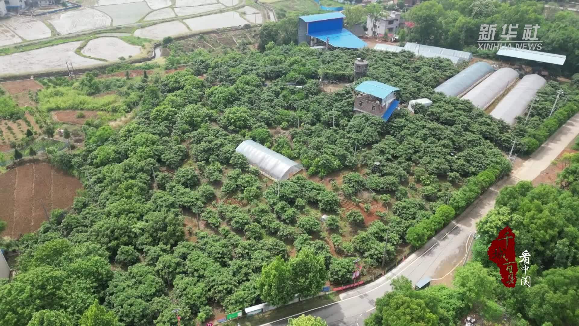 千城百县看中国｜湖南祁阳：枇杷飘香引客来