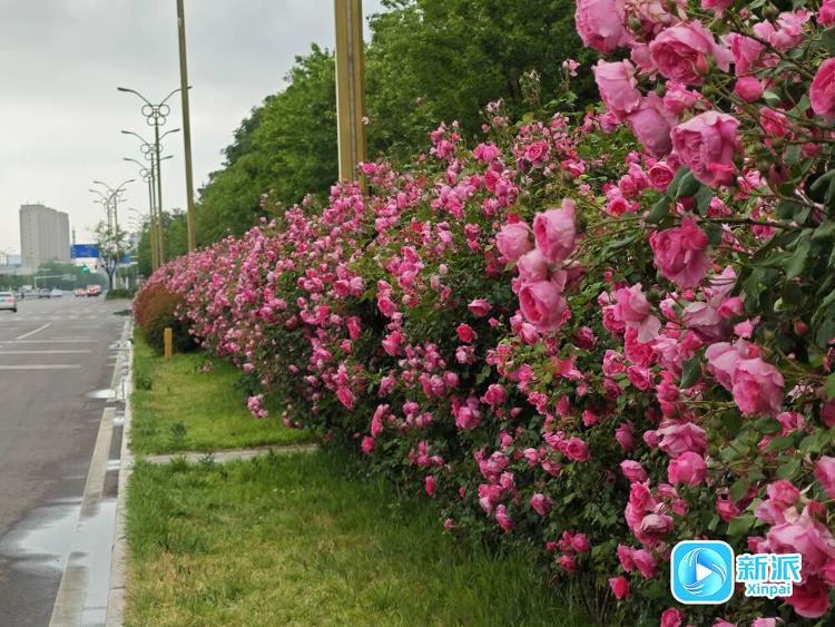一路繁花!潍坊“月季大道”已上线(图1)