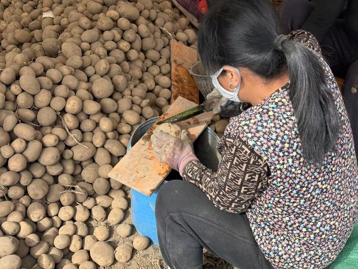 务工人员正在定西马铃薯研究所内工作（新华每日电讯记者　吕京笏　摄）