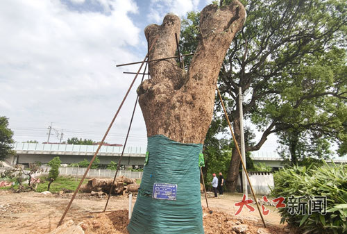 倒伏的古樟树重新挺立 (图/王琨)