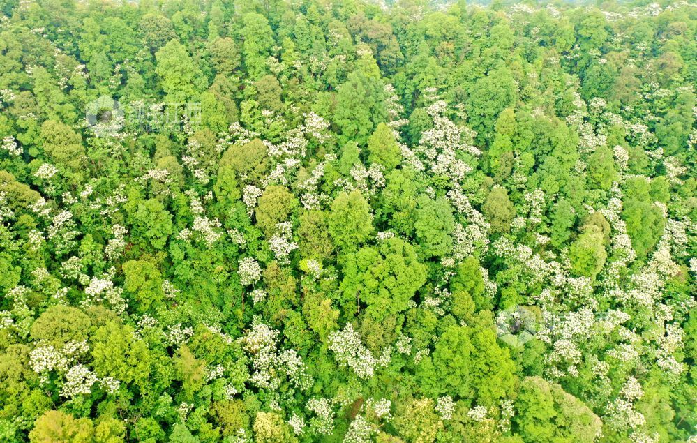 2025年5月6日，江西省吉安市峽江縣玉笥養生谷景區，漫山遍野的油桐花綻放枝頭，宛如白雪飄落在叢林間，風景美如畫。