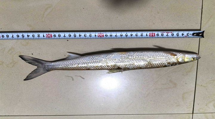 鳤魚（圖片由江西省水產科學研究所提供）