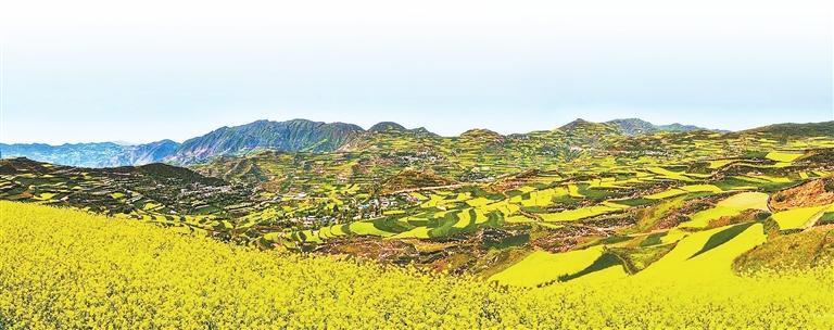 武山油菜花 (本版图片均为资料图)