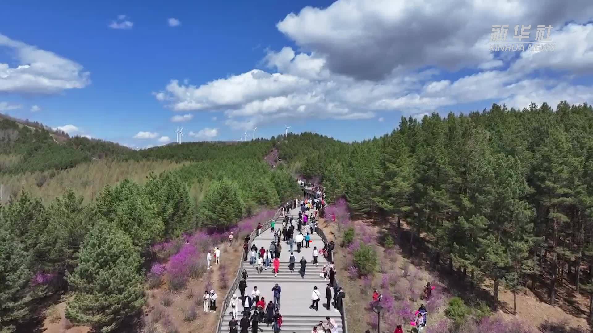 黑龙江双鸭山：紫云岭上赏杜鹃