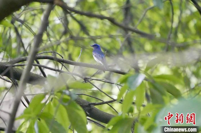 图为在江西鄱阳湖南矶湿地国家级自然保护区内栖息的白腹蓝鹟。金鑫 摄