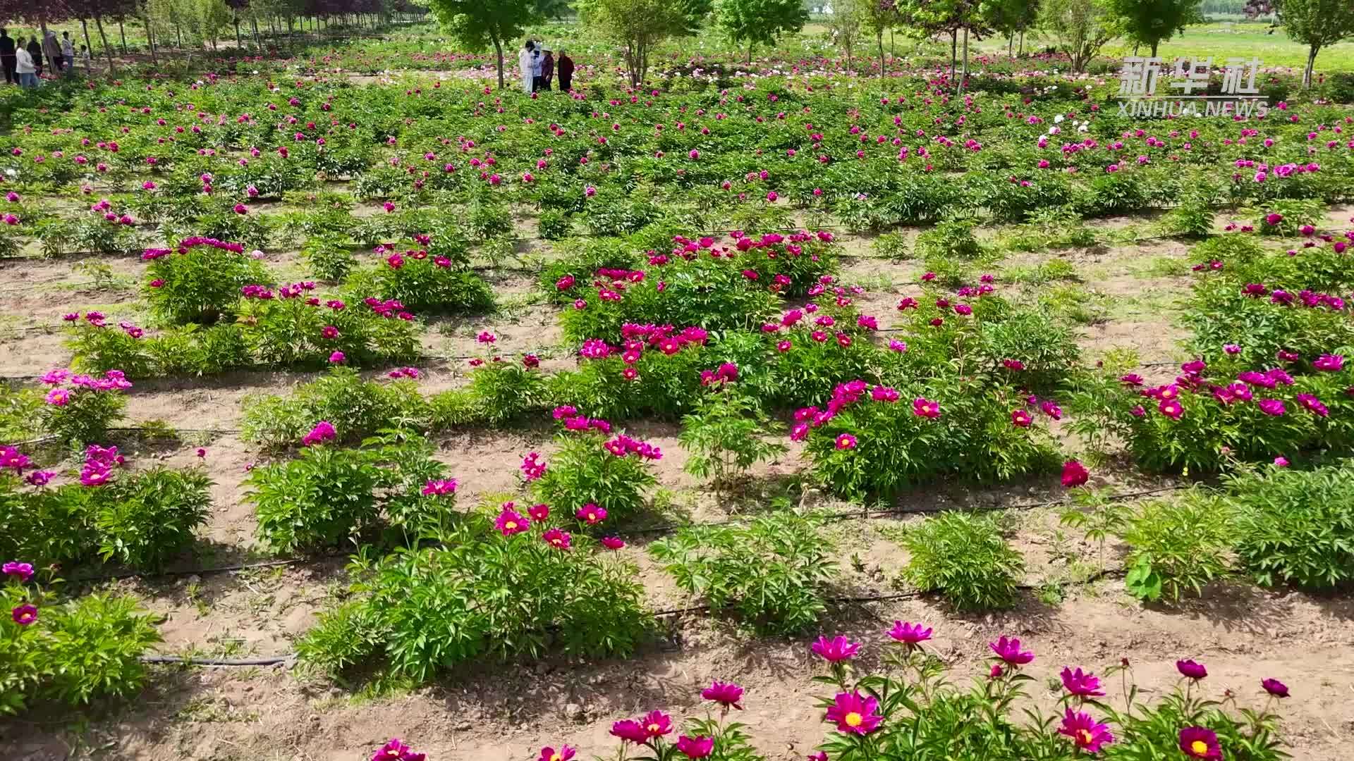 千城胜景｜山东郓城：芍药花开正当时