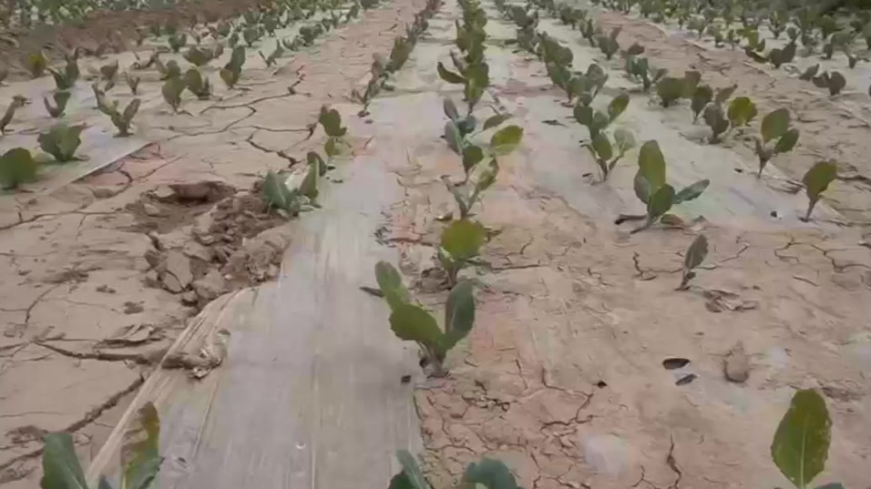 甘肃各地多措并举抗旱保丰收