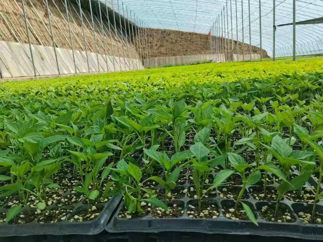 华亭“菜篮子”拎得稳 这样“蔬”写致富故事