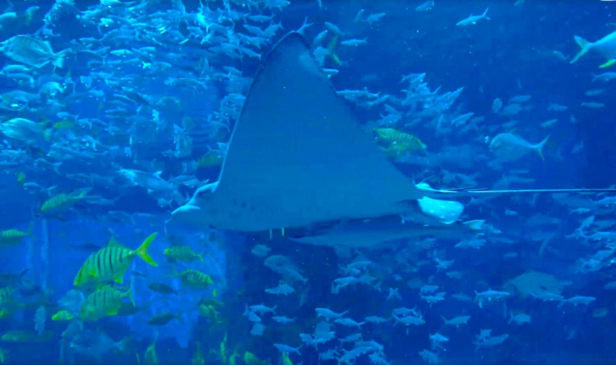 （图为圣蓝海洋公园深海世界 栾鸿浩供图）