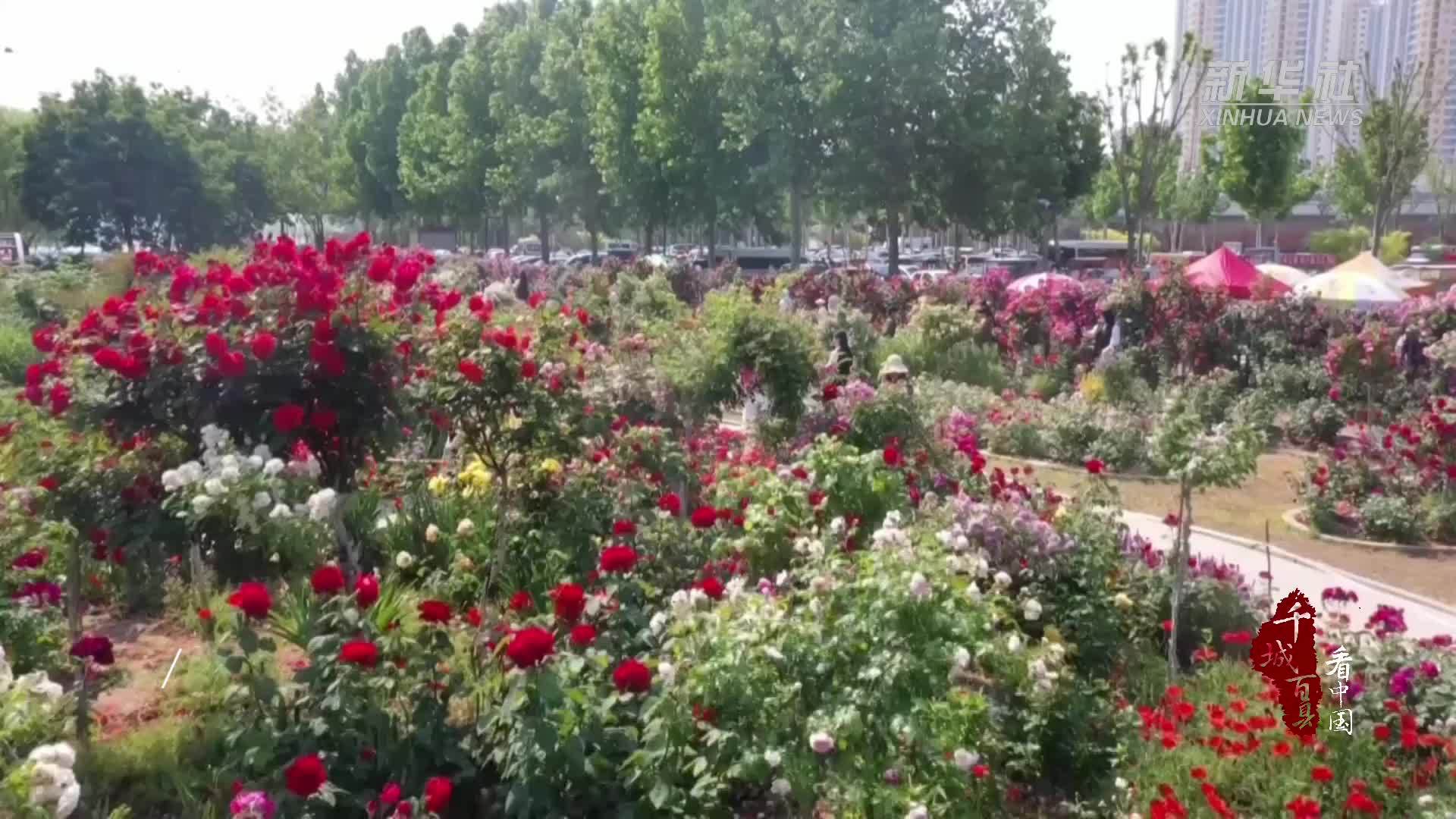 千城百县看中国丨山东兰山：姹紫嫣红引客来