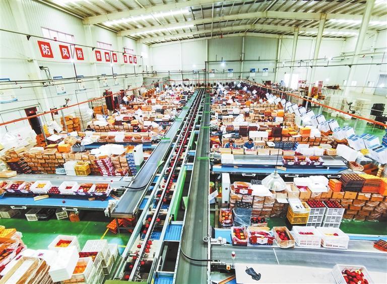 花牛苹果机械化分拣车间　本文配图：新甘肃·甘肃日报记者　冯宝强