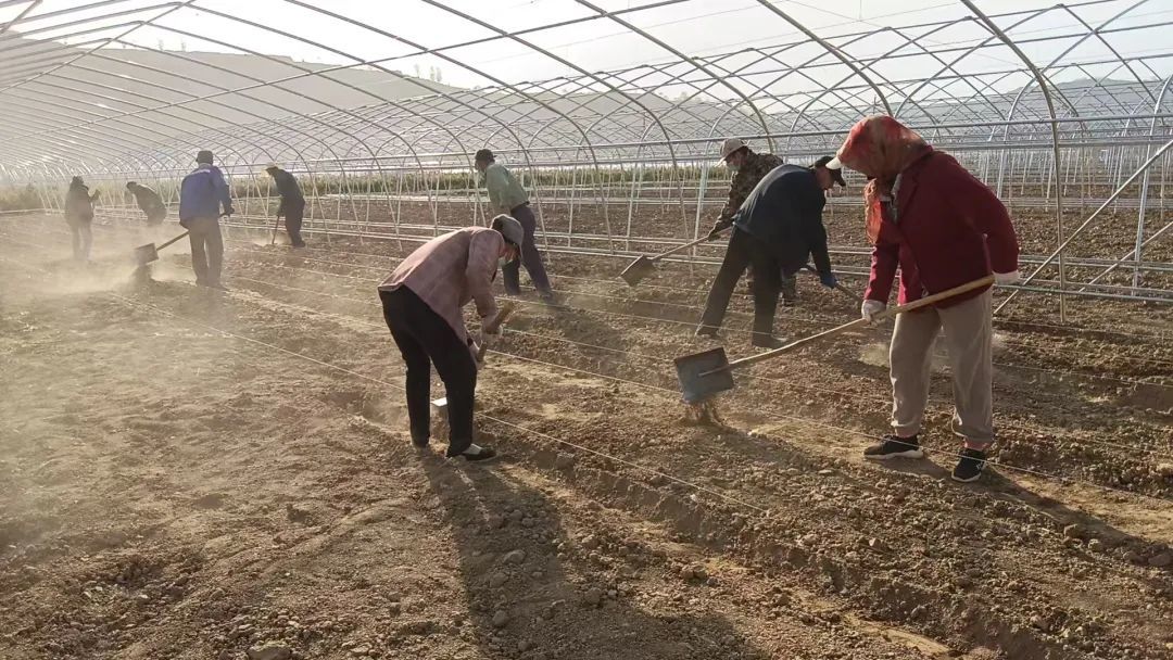 “棚”勃向上好钱景　华亭绘出村集体经济“兴”画卷