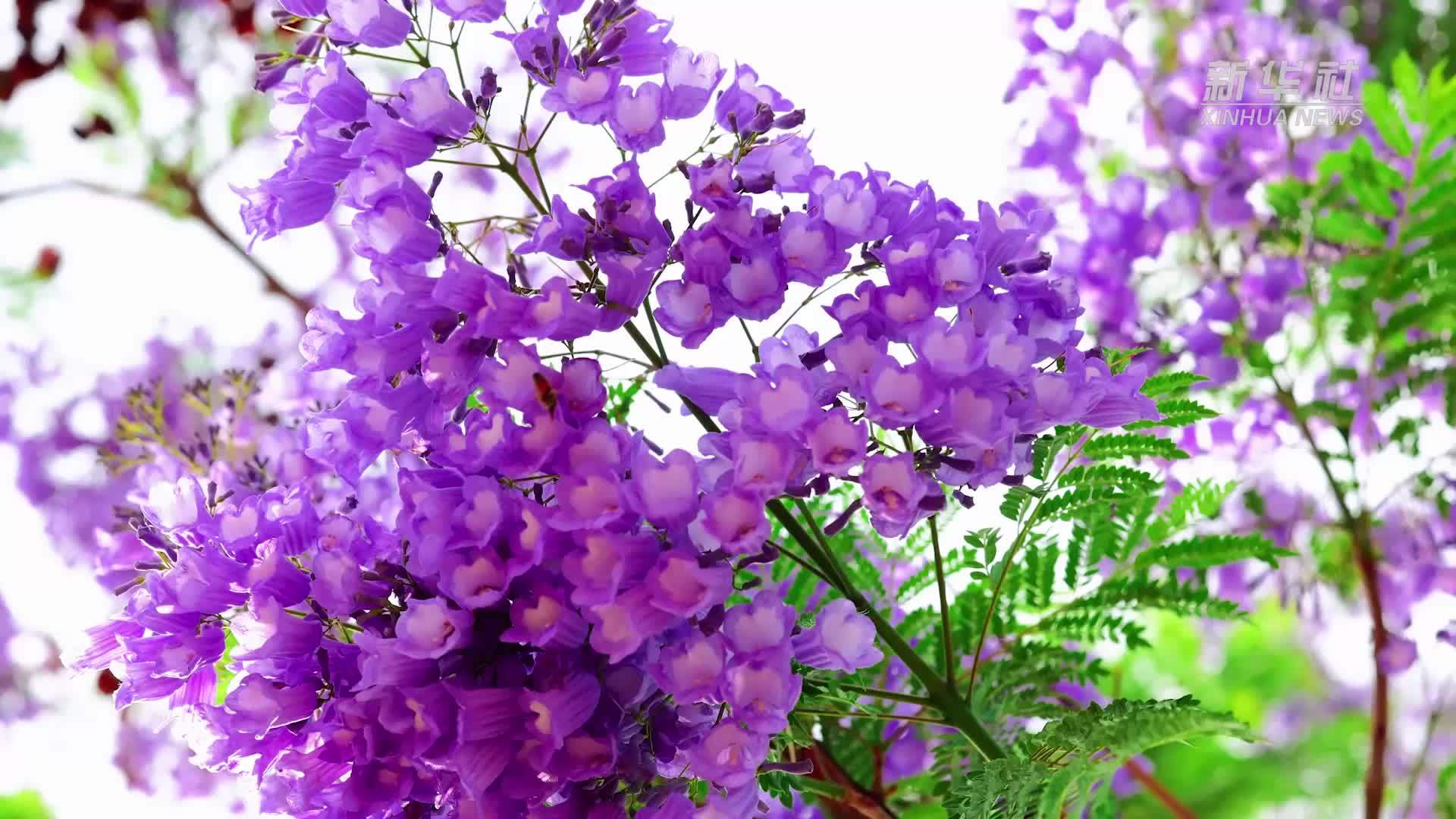 千城胜景｜四川西昌：蓝楹轻语