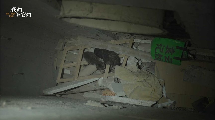 两流浪幼猫跌入4米深通风井，它们能否脱险？流浪猫平均寿命3-5岁