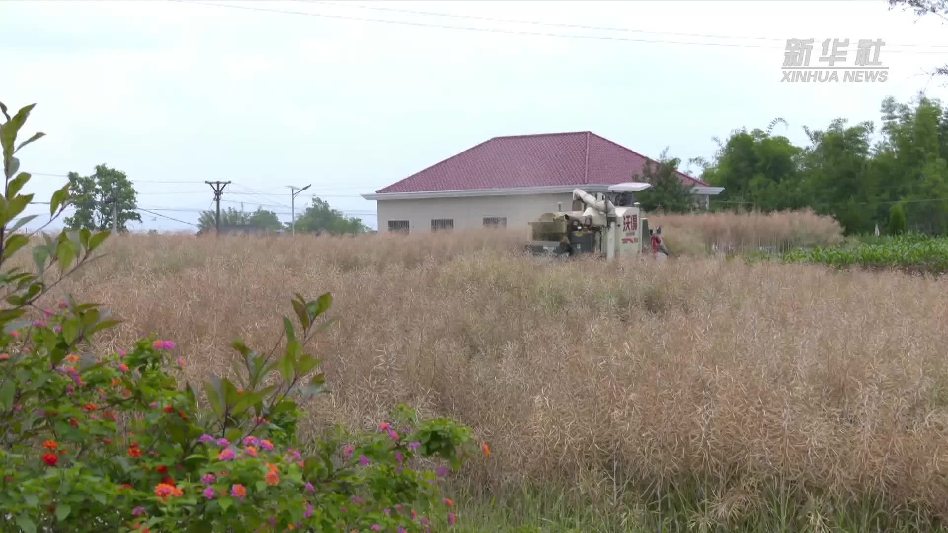 四川泸县：“育繁推”一体化助力油菜增产