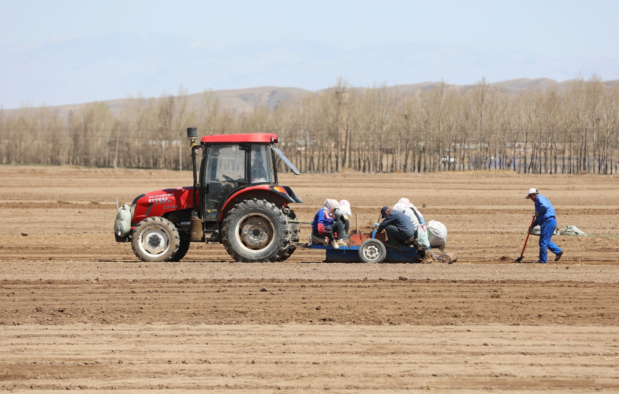祁连山下种药忙 甘肃民乐增收致富有良方
