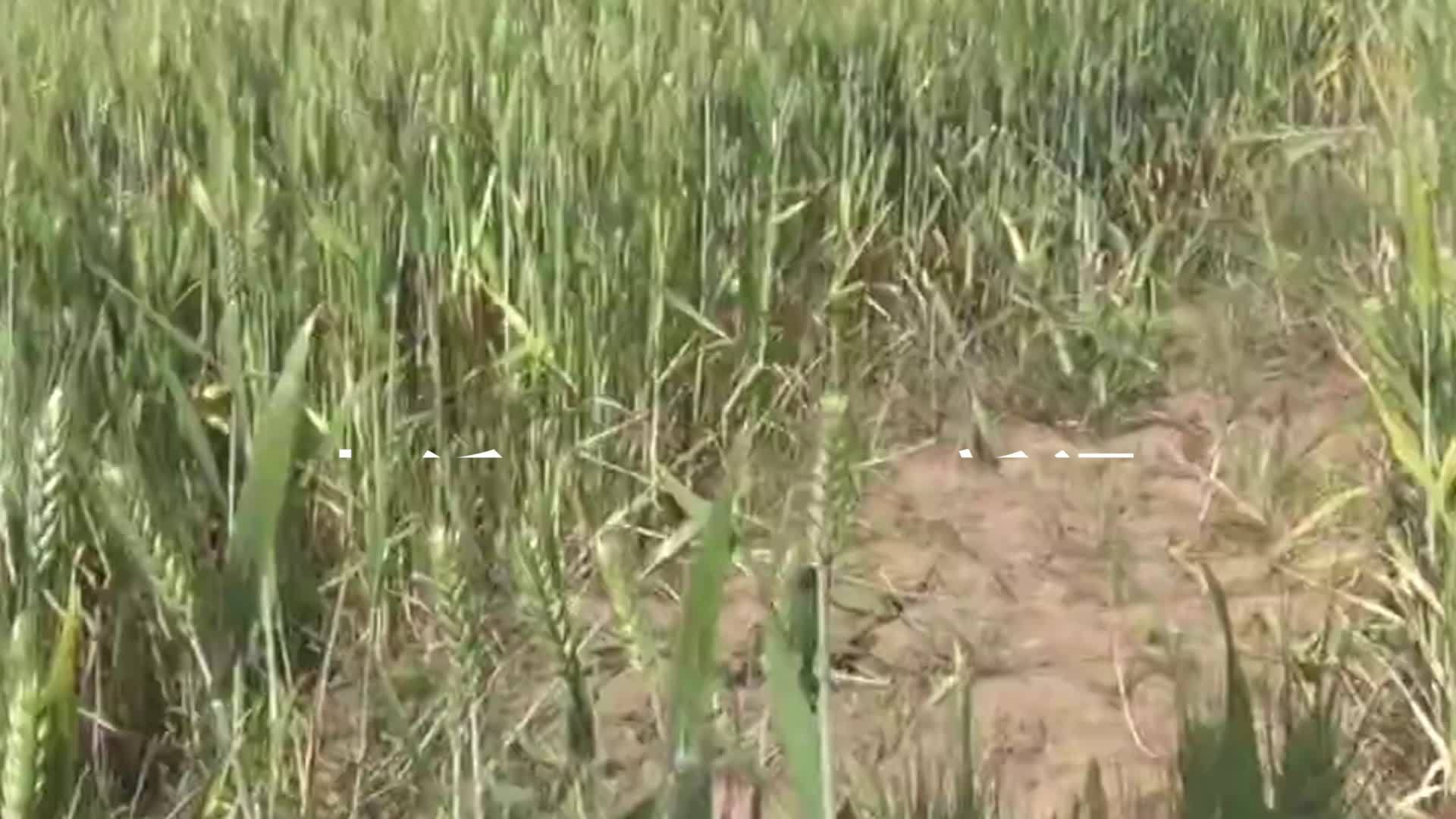 陕西农作物受旱五百多万亩，水利厅：下周旱情或能一定程度缓解