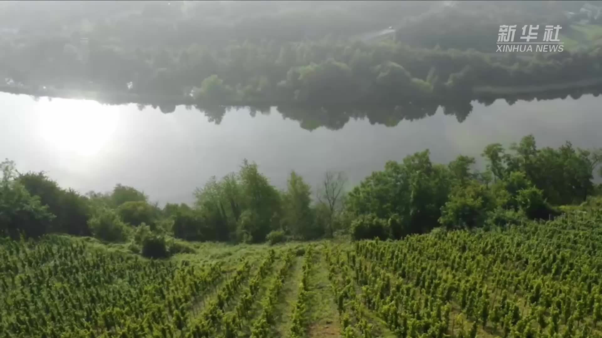 德国葡萄酒生产商的关税困境与自救