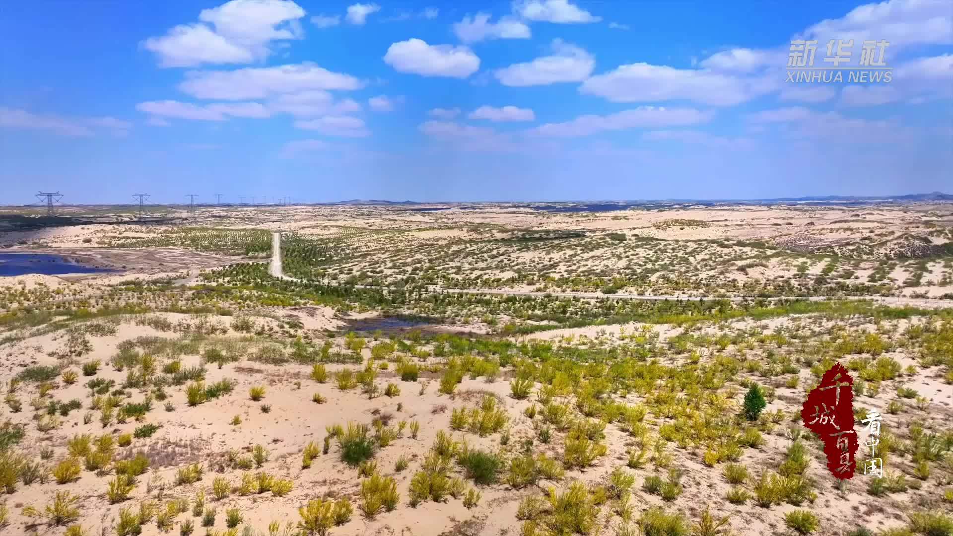 千城百县看中国丨内蒙古：小叶锦鸡儿见证绿色逆袭