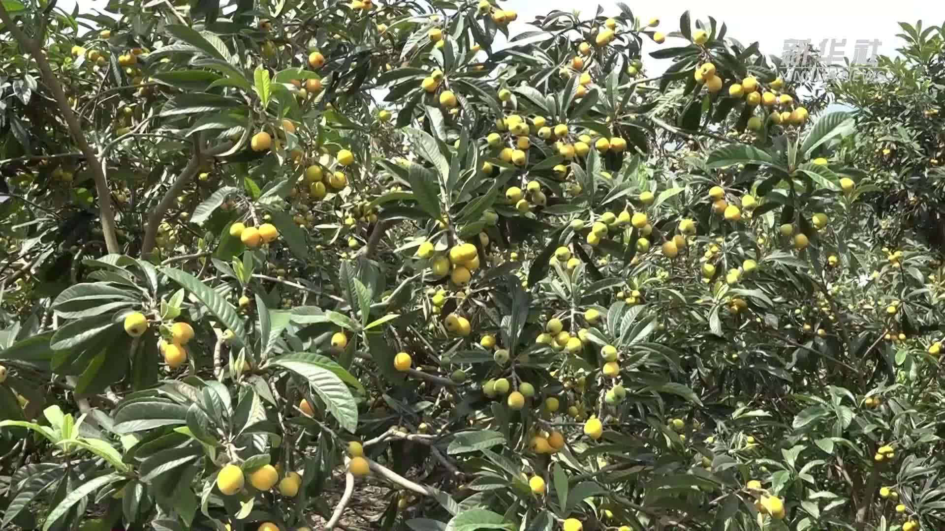 贵州桐梓：五月果园 枇杷金黄