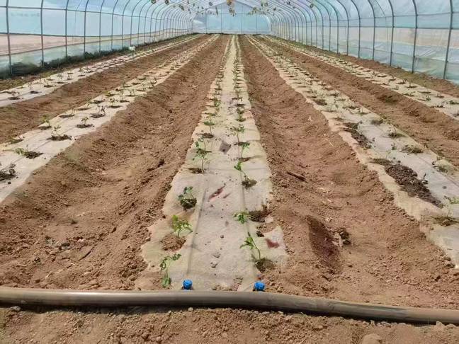 华亭“菜篮子”拎得稳 这样“蔬”写致富故事