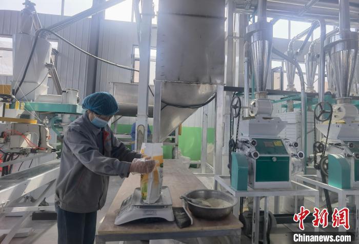 图为将苦荞加工成面粉　刘玉桃　摄