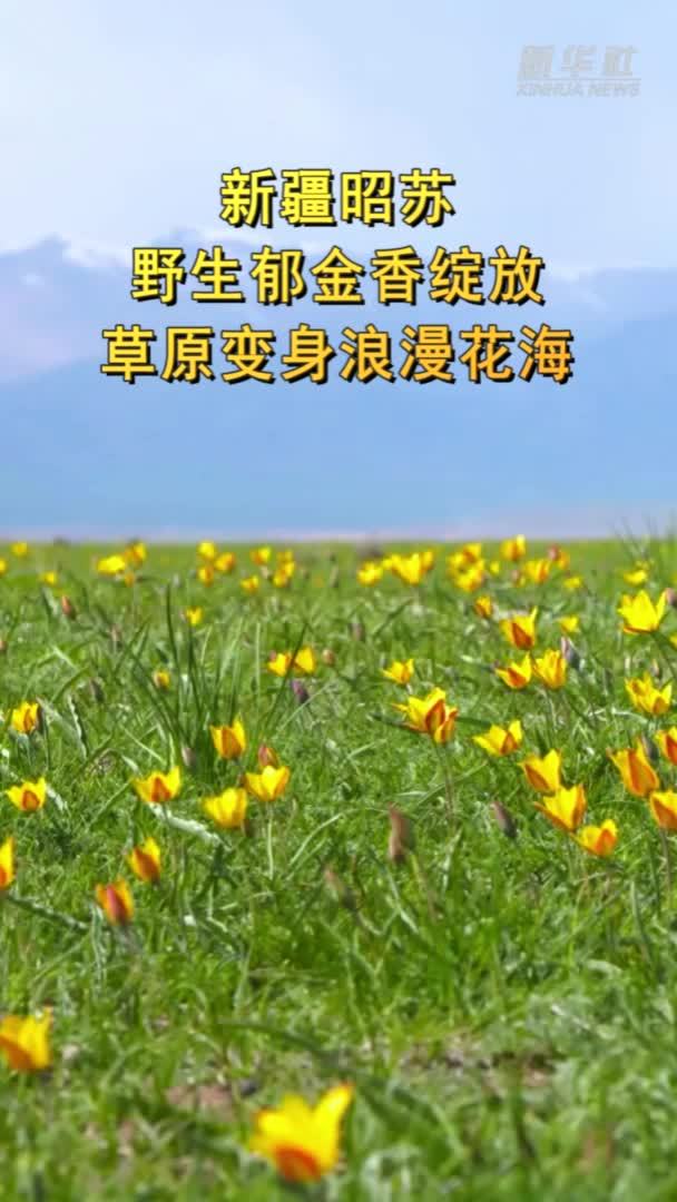 天山南北·漫行拾光丨新疆昭苏：野生郁金香绽放 草原变身浪漫花海