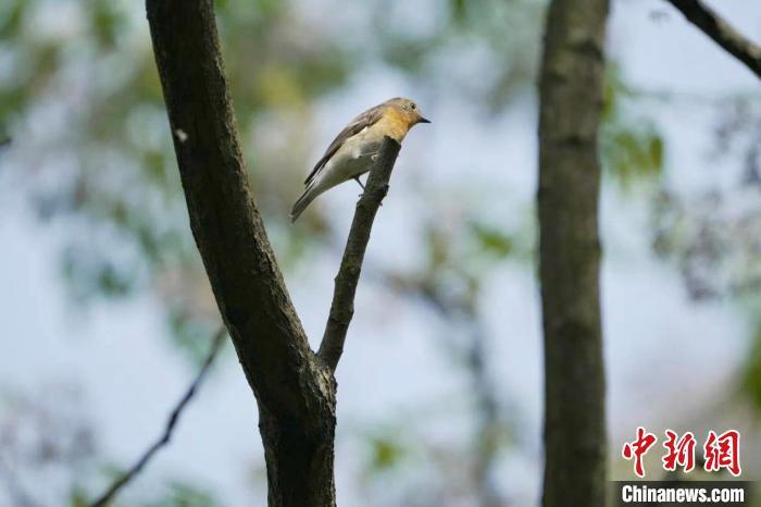 图为在江西鄱阳湖南矶湿地国家级自然保护区内栖息的鸲姬鹟。金鑫 摄