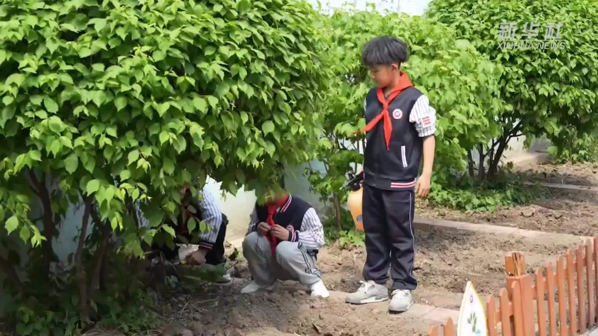 辽宁沈阳：田间实践进校园 空地变身“草药园”
