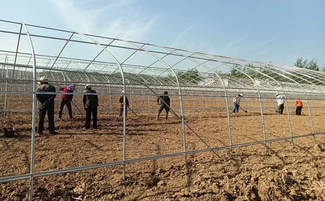 “棚”勃向上好钱景　华亭绘出村集体经济“兴”画卷