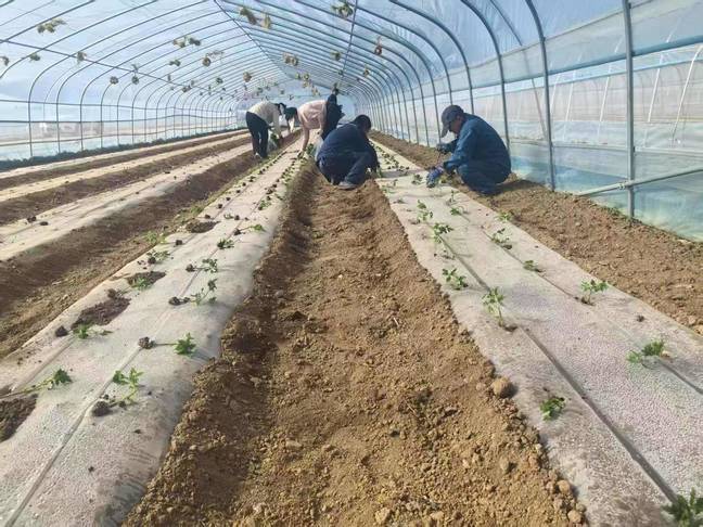 华亭“菜篮子”拎得稳 这样“蔬”写致富故事