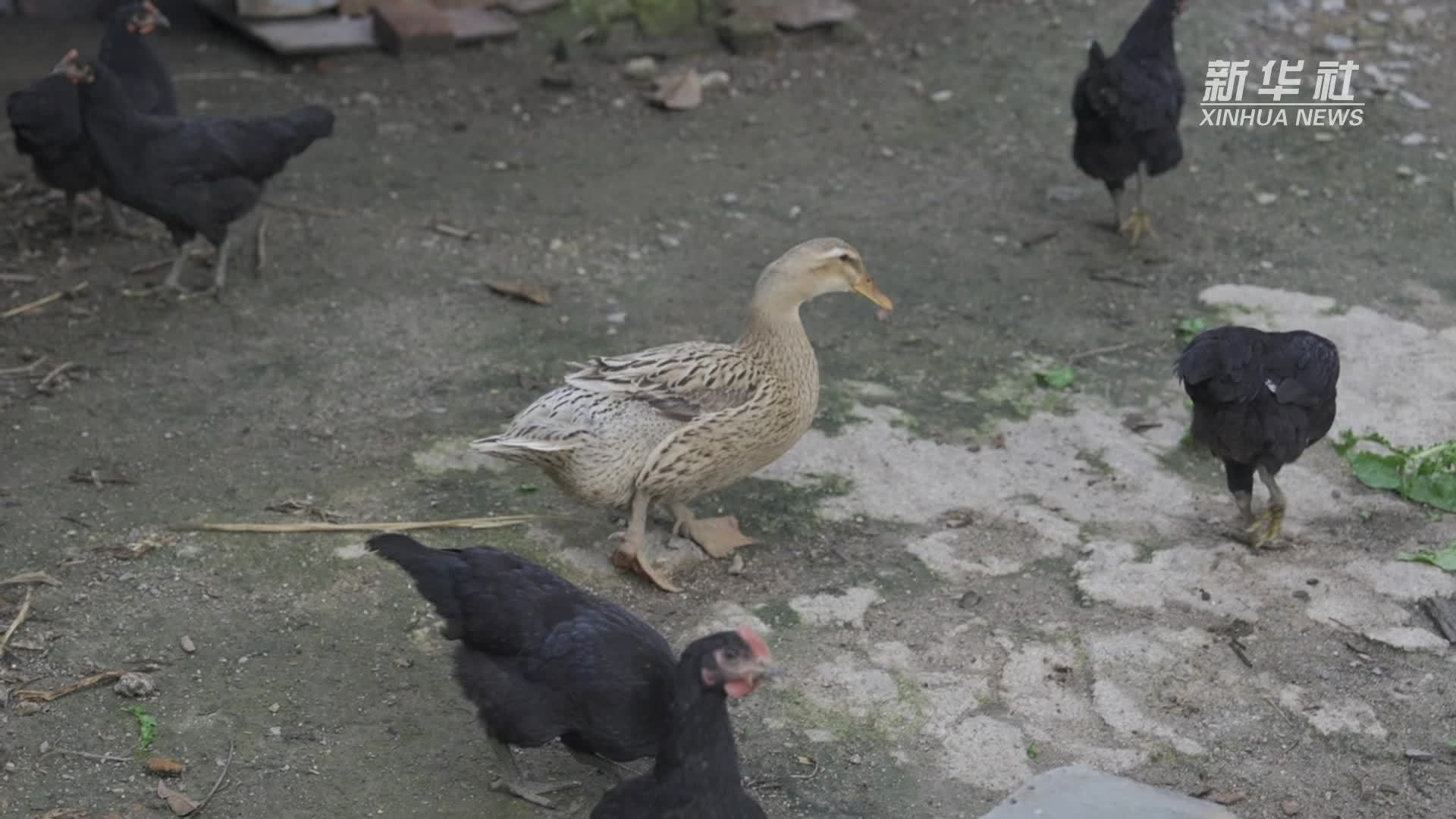 全国劳动模范龚光辉：“海归”当上“鸡司令”乡村振兴领路人