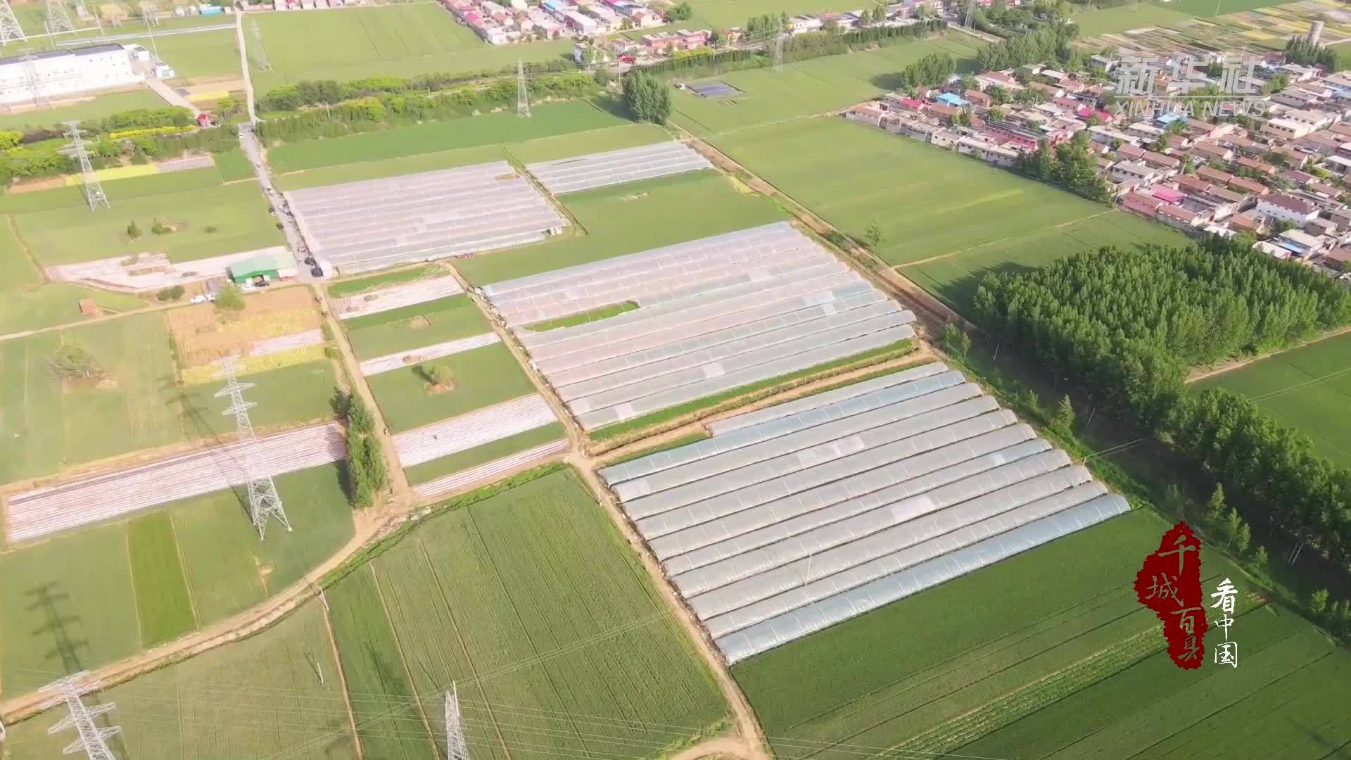 千城百县看中国｜山东枣庄：“订单收购”助力农民增收