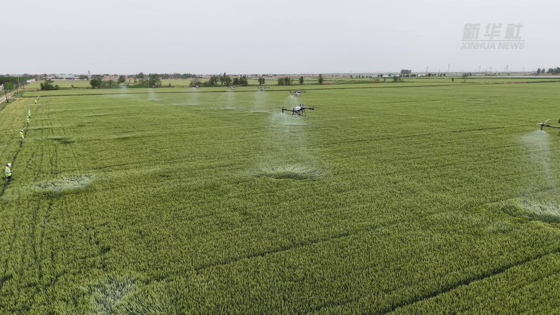 山西永济：小麦灌浆期 植保无人机作业忙