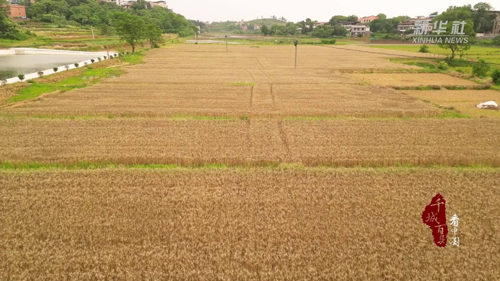 千城百县看中国｜湖南祁阳：首种冬小麦丰收“稻稻麦”模式效益初显