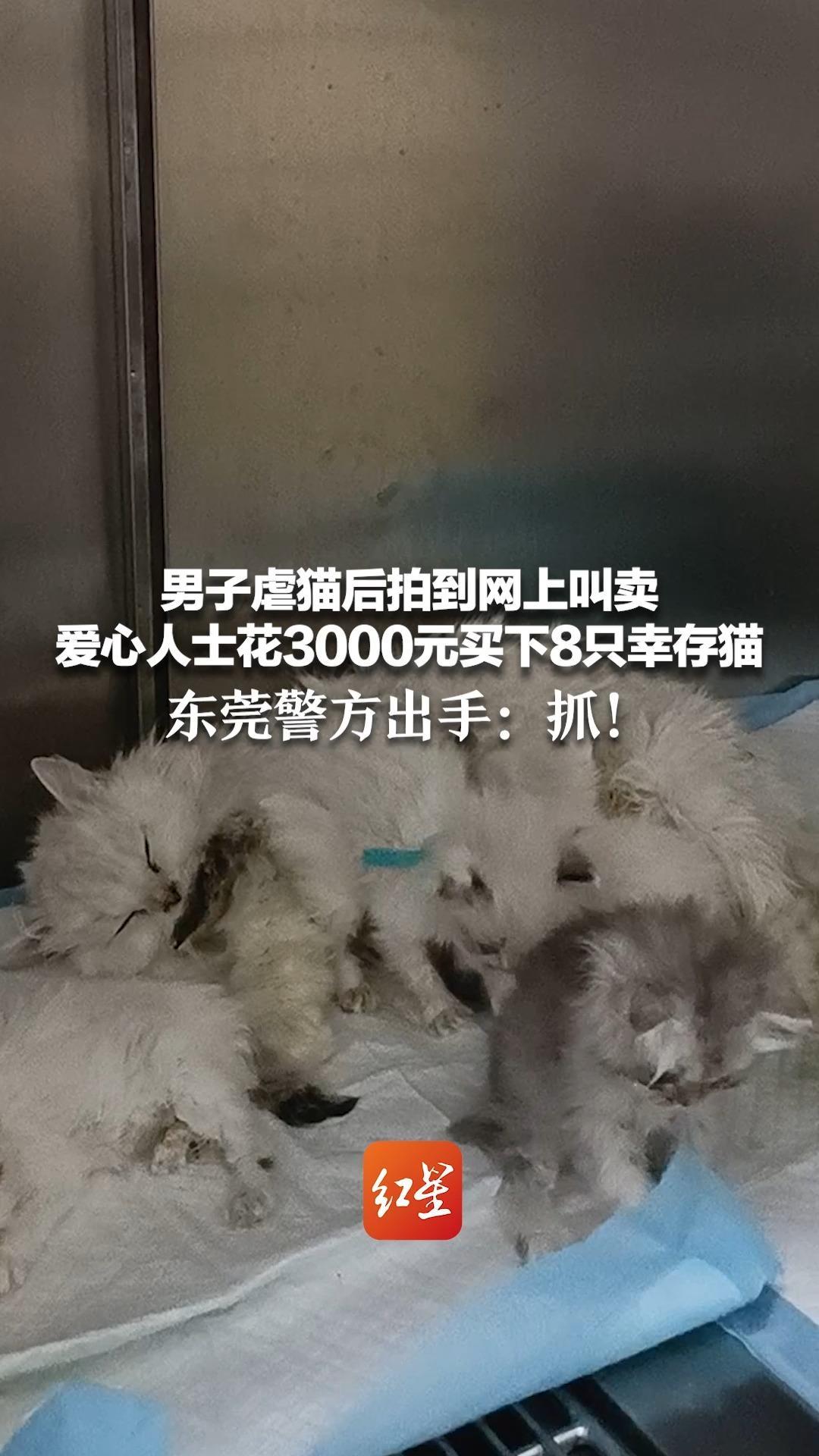 男子虐猫后拍到网上叫卖，爱心人士花3000元买下8只幸存猫 东莞警方出手：抓