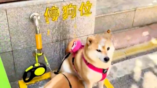 商家回应在店门口设置停狗位：为吸引顾客打卡，还特意买了2只狗