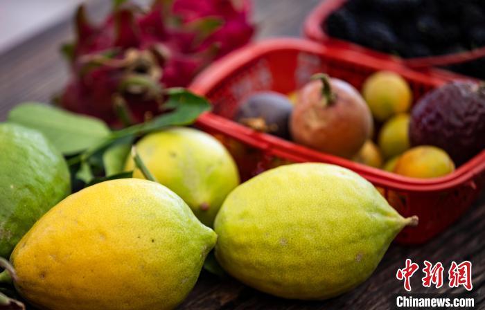 图为甘州区种植的柠檬、百香果　李自海　摄