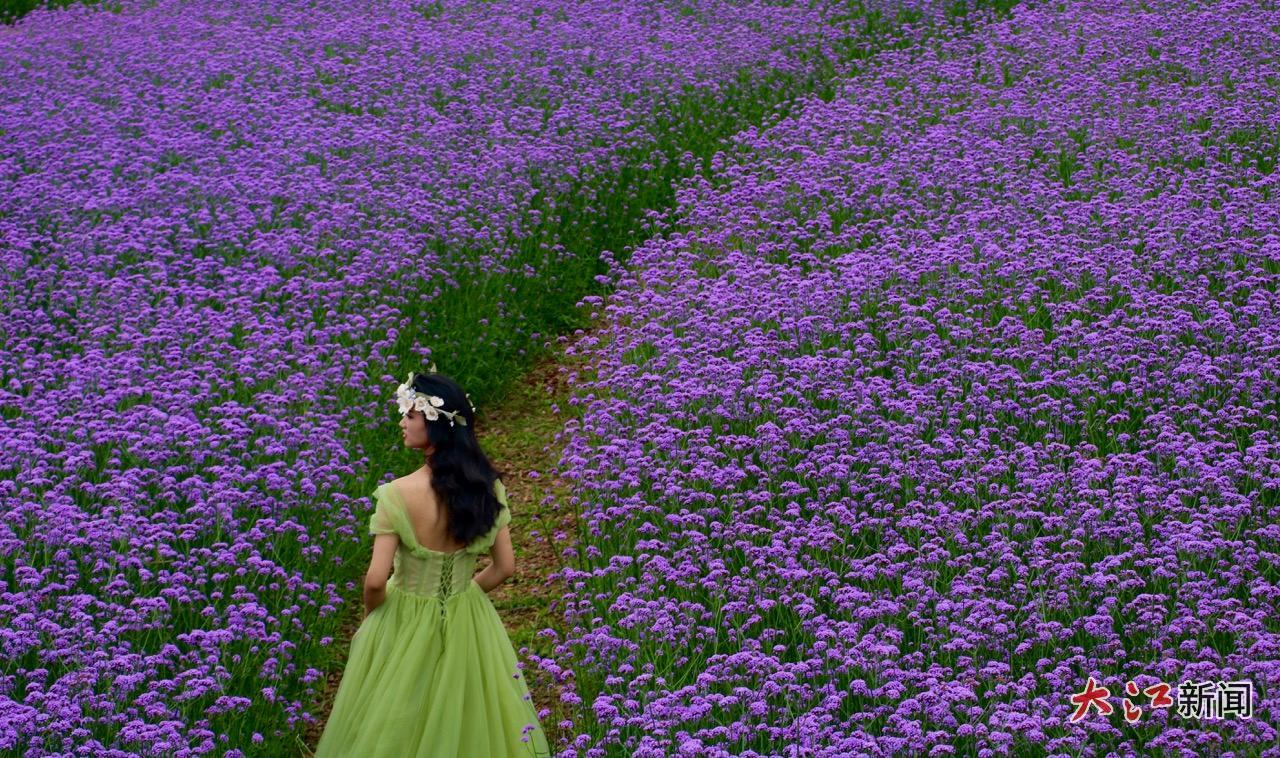 紫色马鞭草花海吸引市民打卡