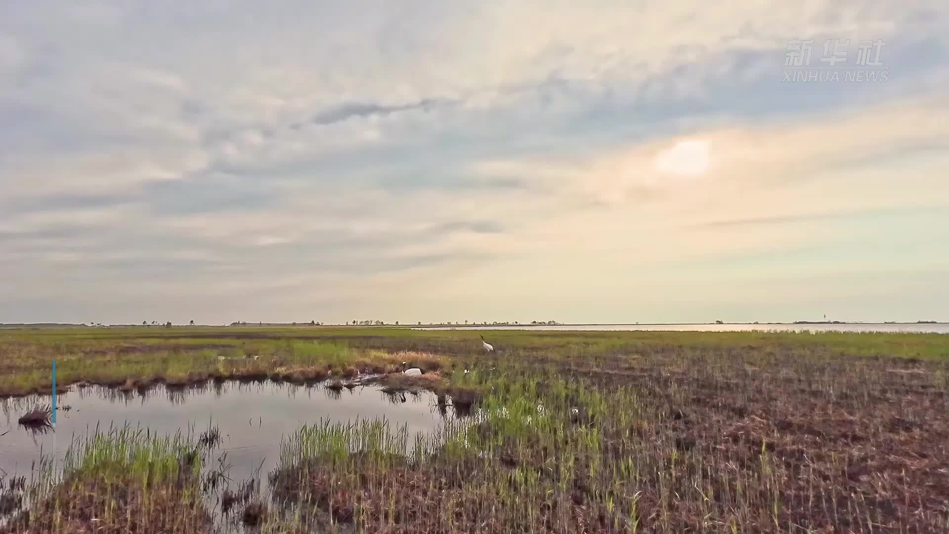 扎龙国家级自然保护区人工散养丹顶鹤“添丁进口”