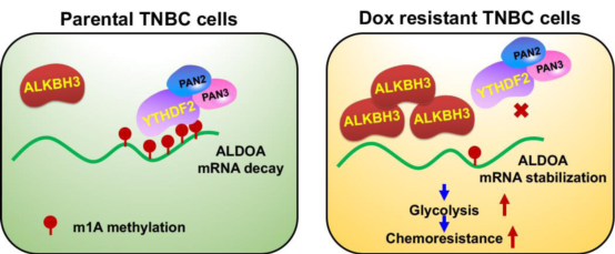 佛山市第一人民医院转化医学研究院团队研究成果在国际著名期刊发表
