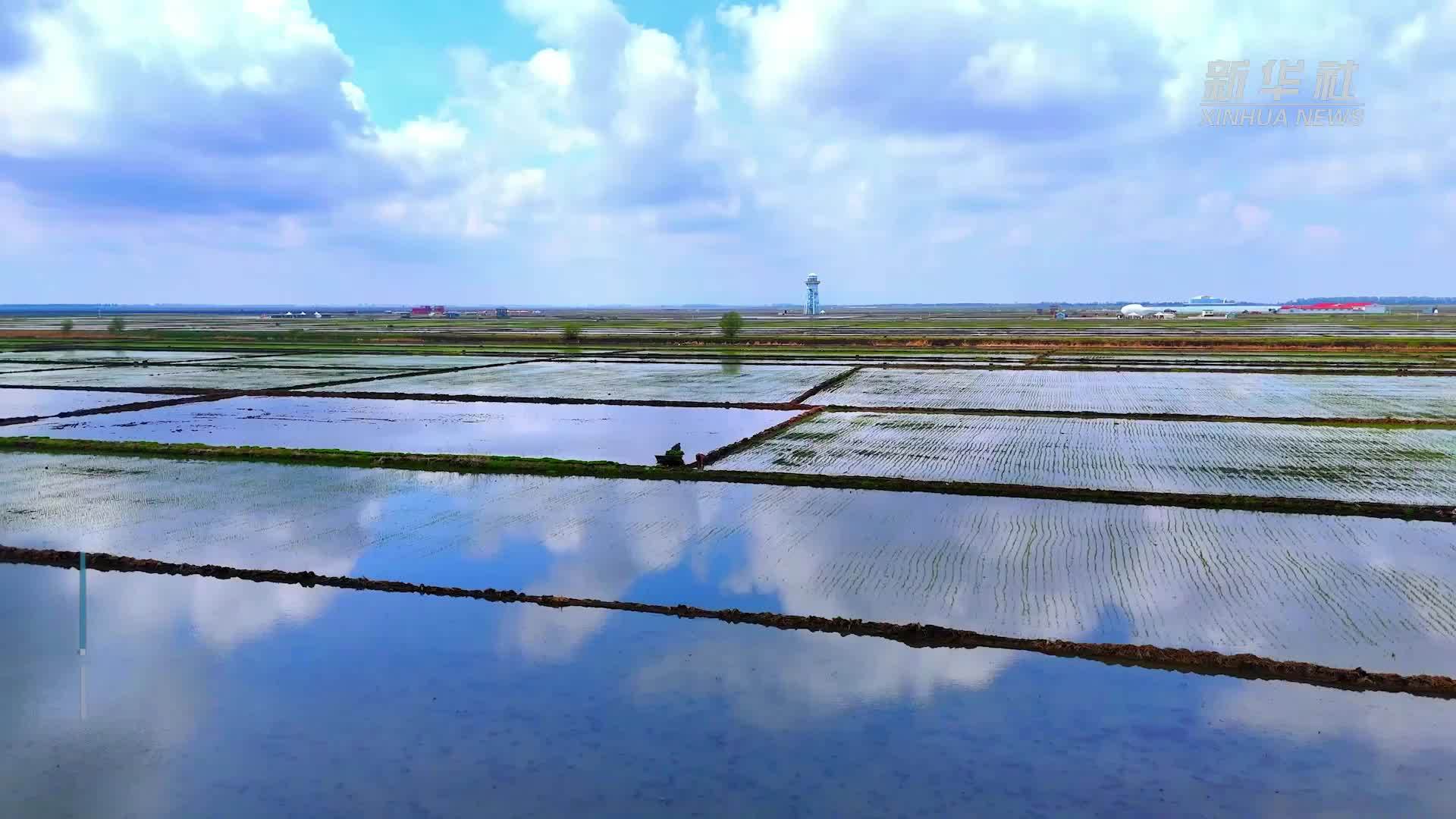 黑龙江富锦：“镜”中插秧